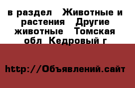  в раздел : Животные и растения » Другие животные . Томская обл.,Кедровый г.